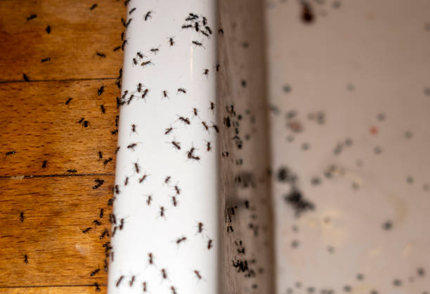 Best Termite Control Services  in , WY